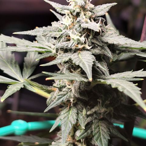 Super Bud 16% THC growlog timeline photo