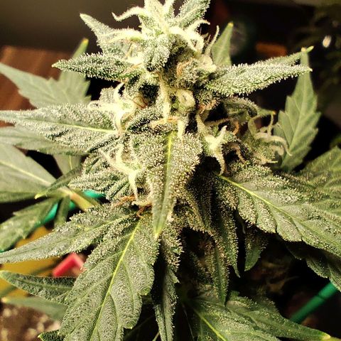 Super Bud 16% THC growlog timeline photo