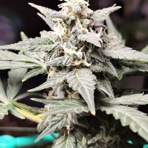 Super Bud 16% THC growlog timeline photo