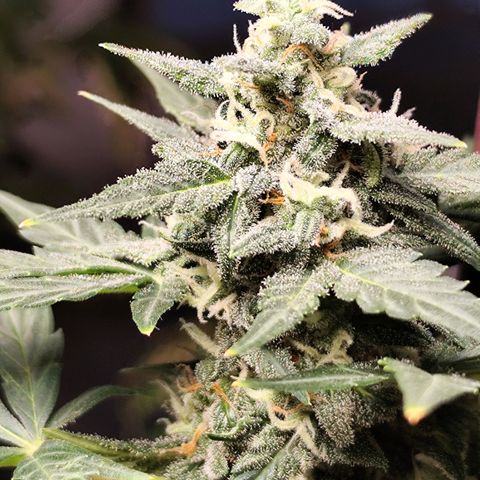 Super Bud 16% THC growlog timeline photo