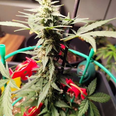Super Bud 16% THC growlog timeline photo