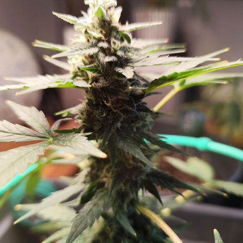 Super Bud 16% THC growlog timeline photo