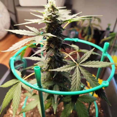 Super Bud 16% THC growlog timeline photo