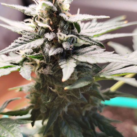 Super Bud 16% THC growlog timeline photo