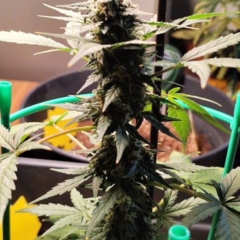 Super Bud 16% THC growlog timeline photo
