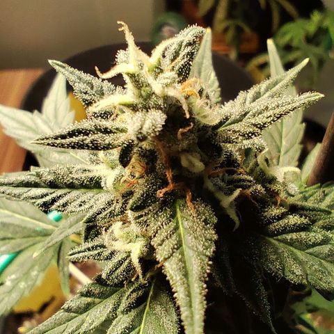 Super Bud 16% THC growlog timeline photo