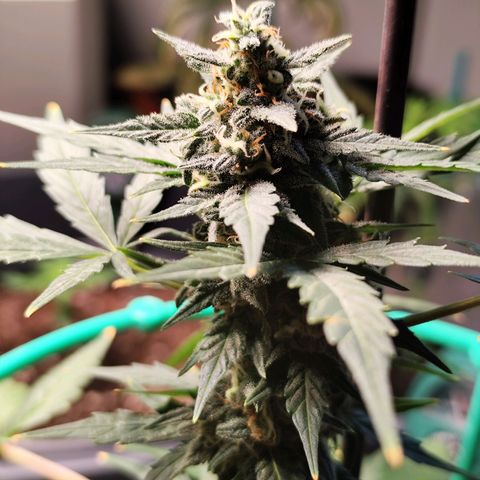 Super Bud 16% THC growlog timeline photo