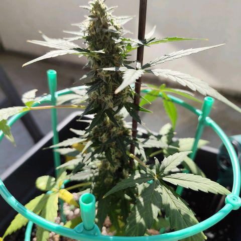 Super Bud 16% THC growlog timeline photo