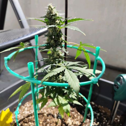 Super Bud 16% THC growlog timeline photo