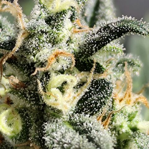 Super Bud 16% THC growlog timeline photo