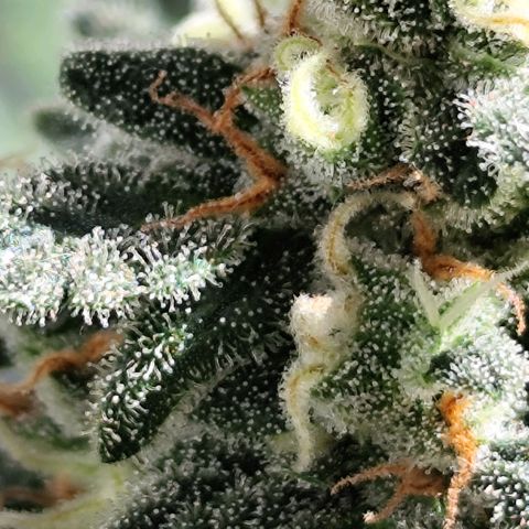 Super Bud 16% THC growlog timeline photo
