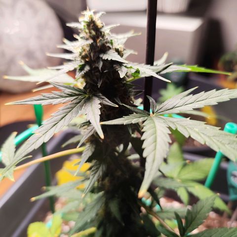Super Bud 16% THC growlog timeline photo