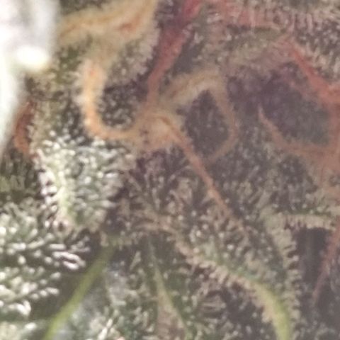 Super Bud 16% THC growlog timeline photo