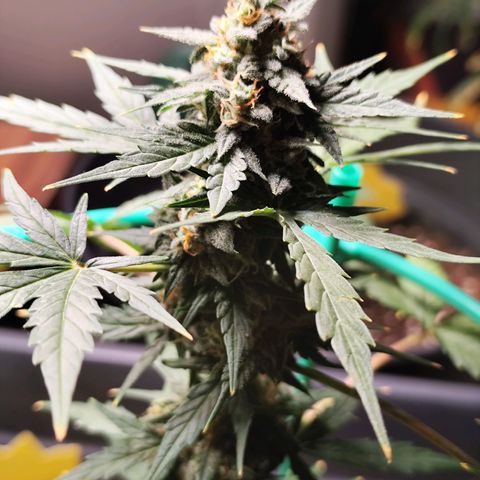 Super Bud 16% THC growlog timeline photo