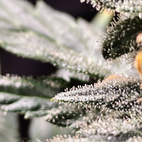 Super Bud 16% THC growlog timeline photo