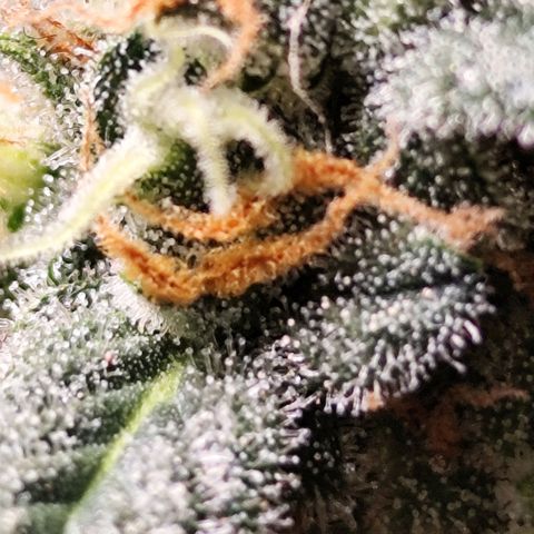 Super Bud 16% THC growlog timeline photo