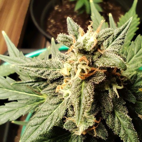 Super Bud 16% THC growlog timeline photo