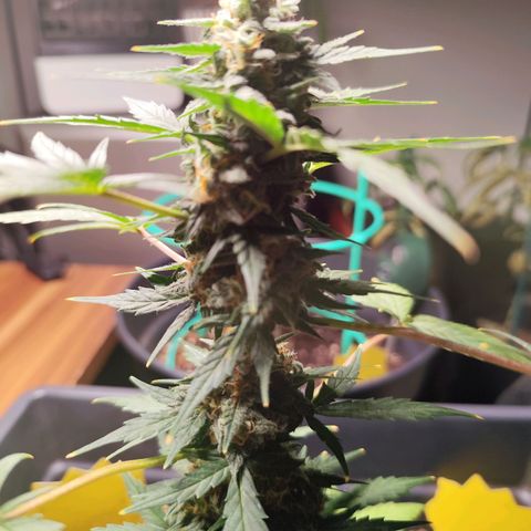 Super Bud 16% THC growlog timeline photo
