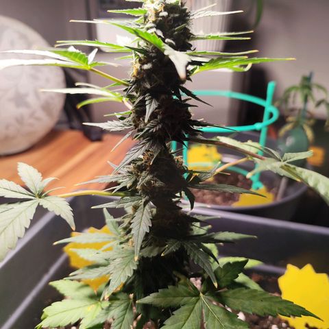Super Bud 16% THC growlog timeline photo