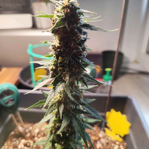 Super Bud 16% THC growlog timeline photo