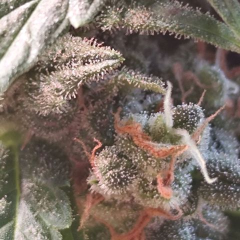 Super Bud 16% THC growlog timeline photo