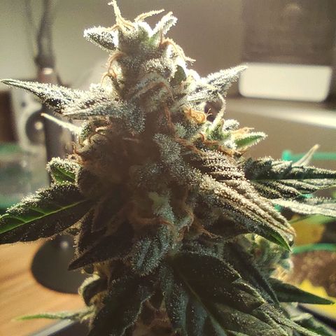 Super Bud 16% THC growlog timeline photo