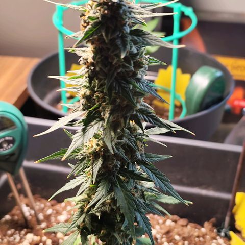 Super Bud 16% THC growlog timeline photo