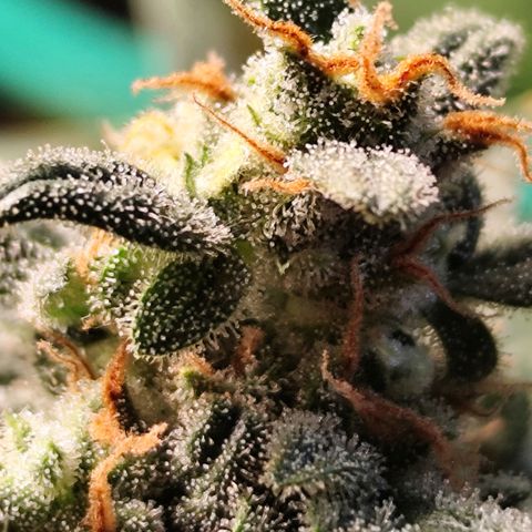 Super Bud 16% THC growlog timeline photo