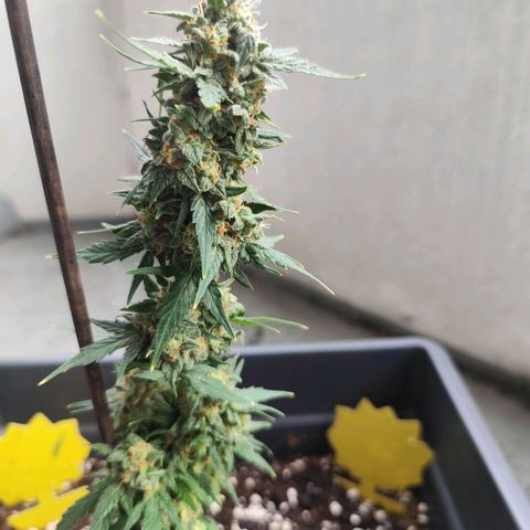 Super Bud 16% THC growlog timeline photo