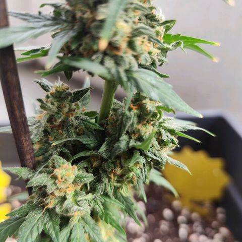 Super Bud 16% THC growlog timeline photo