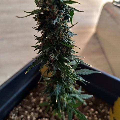 Super Bud 16% THC growlog timeline photo