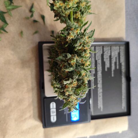 Super Bud 16% THC growlog timeline photo