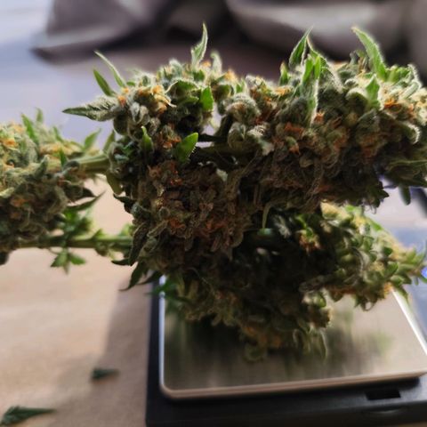 Super Bud 16% THC growlog timeline photo