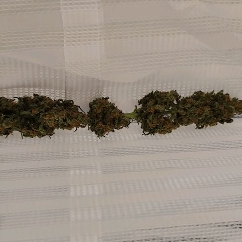 Super Bud 16% THC growlog timeline photo