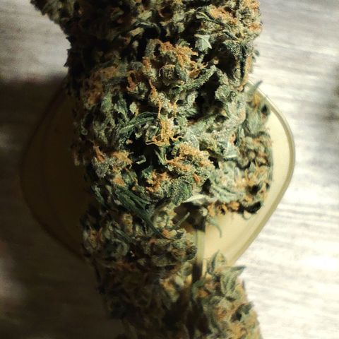 Super Bud 16% THC growlog timeline photo