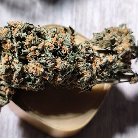 Super Bud 16% THC growlog timeline photo