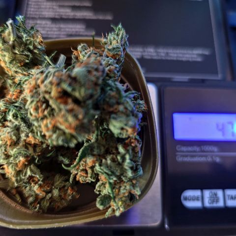 Super Bud 16% THC growlog timeline photo