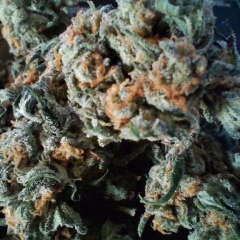 Super Bud 16% THC growlog timeline photo
