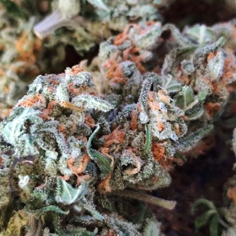 Super Bud 16% THC growlog timeline photo