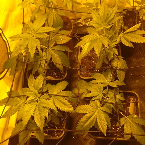 Special kush#1 growlog timeline photo
