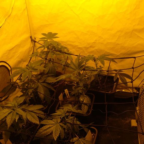 Special kush#1 growlog timeline photo