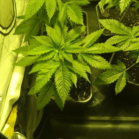 Special kush#1 growlog timeline photo