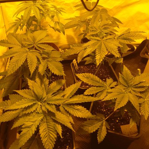 Special kush#1 growlog timeline photo
