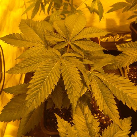 Special kush#1 growlog timeline photo