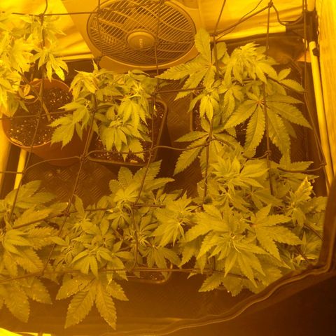 Special kush#1 growlog timeline photo