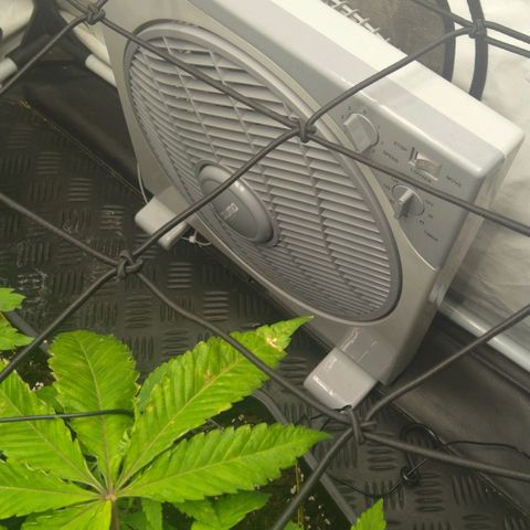 Special kush#1 growlog timeline photo