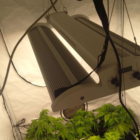 Special kush#1 growlog timeline photo
