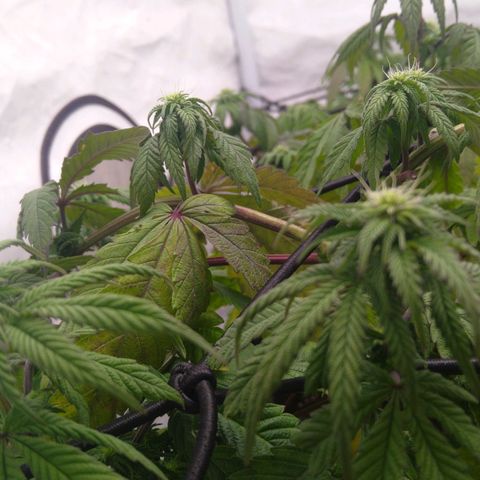 Special kush#1 growlog timeline photo