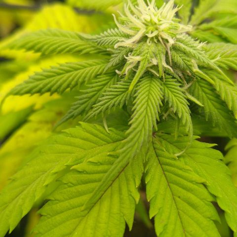Special kush#1 growlog timeline photo