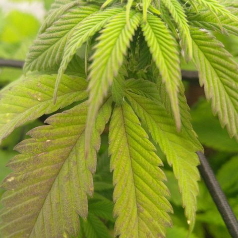 Special kush#1 growlog timeline photo